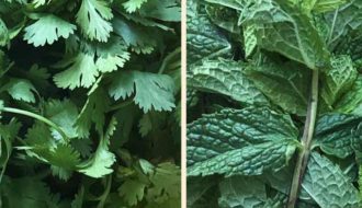 how to store mint and coriander leaves