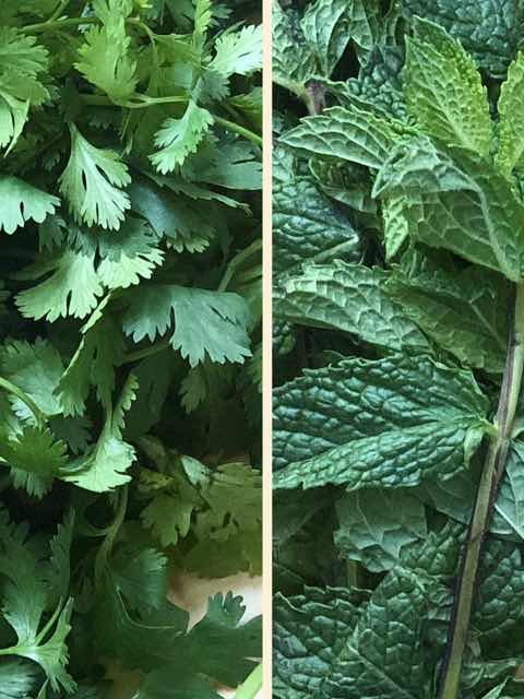 how to store mint and coriander leaves