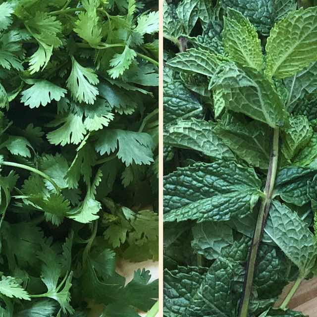 How to store mint and coriander leaves for a long time (fresh or frozen or  dry)